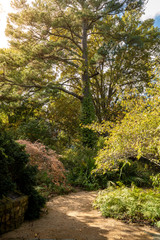 Fototapeta na wymiar Pathway in a botanical garden amidst trees and plants