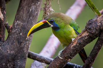 Emerald toucanet, Aulacorhynchus prasinus. Birds of Costa Rica. San Gerardo de Dota.