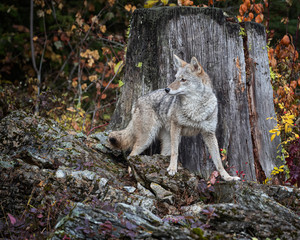 Coyote in Fall colors in Montana, USA
