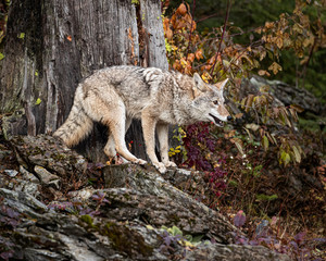 Obraz premium Coyote in Fall colors in Montana, USA