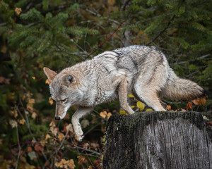 Coyote in Fall colors in Montana, USA