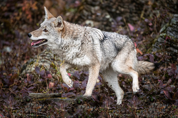 Coyote in Fall colors in Montana, USA