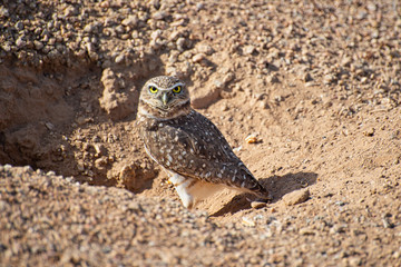 Burrowing Owl