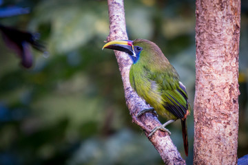 Emerald toucanet, Aulacorhynchus prasinus. Birds of Costa Rica. San Gerardo de Dota.