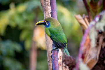 Emerald toucanet, Aulacorhynchus prasinus. Birds of Costa Rica. San Gerardo de Dota.