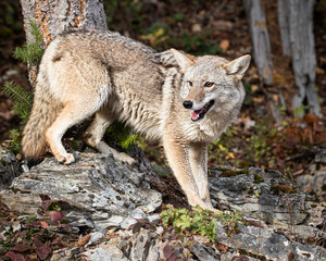 Naklejka na ściany i meble Coyote in Fall colors in Montana, USA