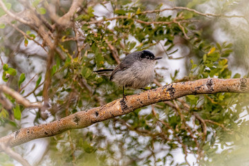 Fototapeta premium Black-Tailed Gnatcatcher