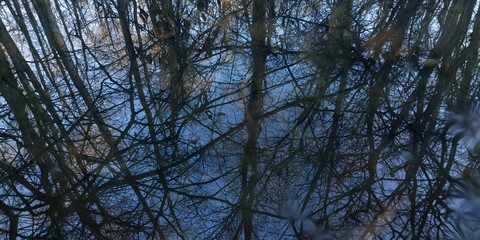 Trees in the water