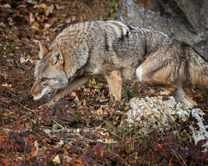 Coyote in Fall colors in Montana, USA