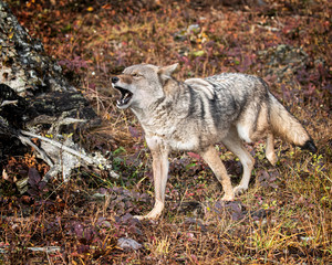 Naklejka na ściany i meble Coyote in Fall colors in Montana, USA