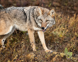 Fototapeta na wymiar Coyote in Fall colors in Montana, USA