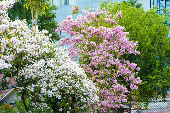 Tabebuia pink and white flower blooming in Surabaya