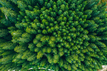 Naklejka na ściany i meble Aerial view of green forest. Captured from above with a drone