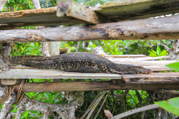 Varanus salvator lizard relaxing on the board