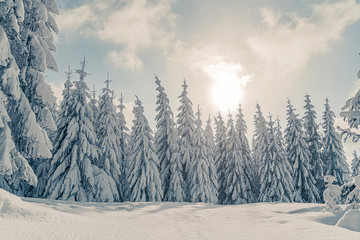 Beautiful snowy fir trees in frozen mountains landscape in sunset. Christmas background with tall spruce trees covered with snow. Alpine ski resort. Winter greeting card. Happy New Year, toning