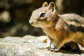 Chipmunk