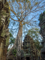 Fototapeta na wymiar Tree Roots Growing from the Temple Ruins in Angkor Wat