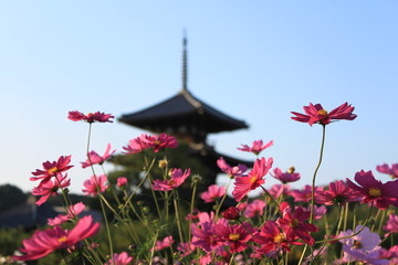 法起寺とコスモス