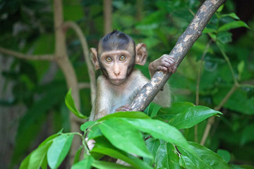 可愛いサル