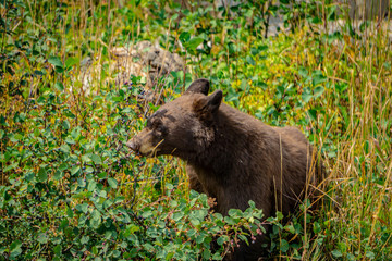 Bear eating berries