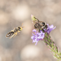 Calliopsis andreniformis, male and female mining bee