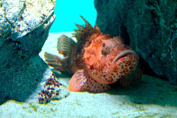 海底の岩の間に潜むウェスタン　レッド　スコーピオンコッド