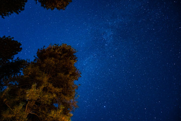 Fototapeta na wymiar trees and the night sky