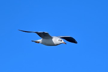 青空バックに優雅に飛ぶユリカモメ