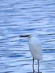 きれいな波紋の水面をバックにくつろぐコサギ
