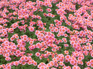 Fototapeta premium ピンクの小菊
