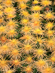 Obraz premium 菊の花