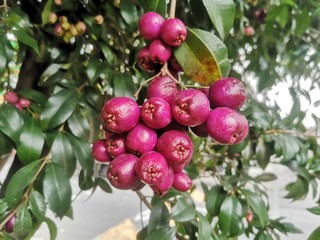 Obraz premium red apples on tree