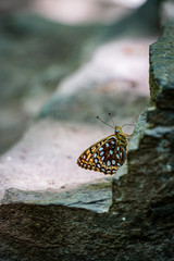 butter fly on stone