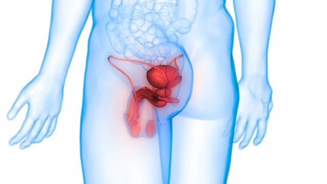 Male Reproductive System Anatomy Animation Concept