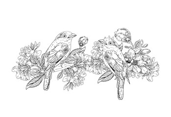 Hand drawn bird with flowers in vintage style. Spring birds sitting on blossom branches. Linear engraved art. Isolated on white background.