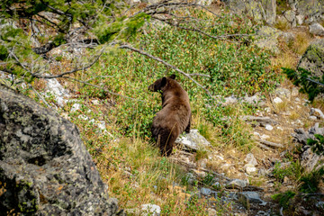 Black Bear Grand Teton