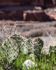 Naklejka na ściany i meble Moab Cactus