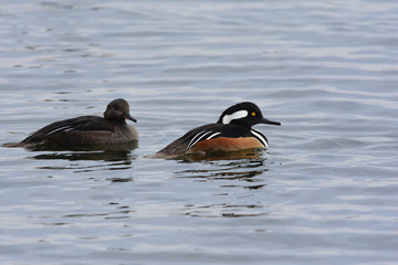 Lophodytes cucullatus