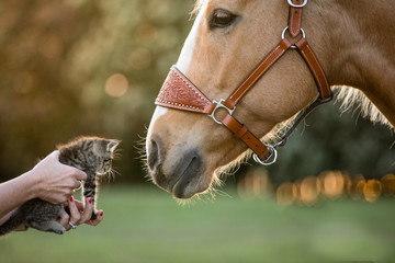 horse and kitten friends - obrazy, fototapety, plakaty