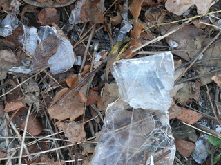 leaf in ice