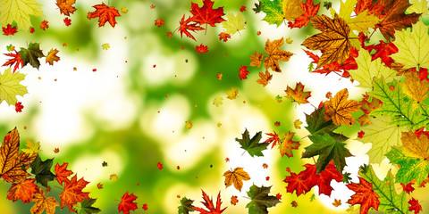 Fototapeta na wymiar Autumn leaves border. October thanksgiving pattern isolated on colorful background. Falling leaves concept