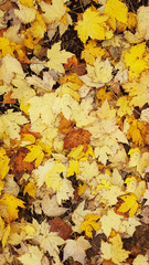 Autumn leaves background.