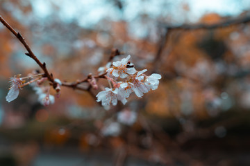 雨に濡れる十月桜