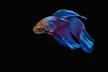 the Photo of Beautiful moving moment  of siam blue  Betta fish in Thailand on Black Background.