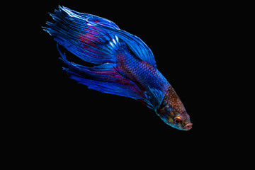 the Photo of Beautiful moving moment  of siam blue  Betta fish in Thailand on Black Background.