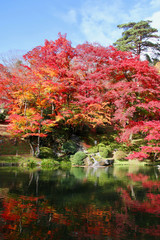 モミジ・秋の霞ヶ城公園（福島県・二本松市）