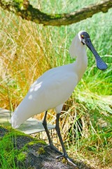 A black-faced spoonbill bird in Australia