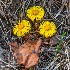 The plant Mother-and-stepmother (lat. Tussilago farfara)