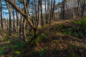 シダの生えた冬の林