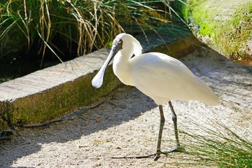 A black-faced spoonbill bird in Australia